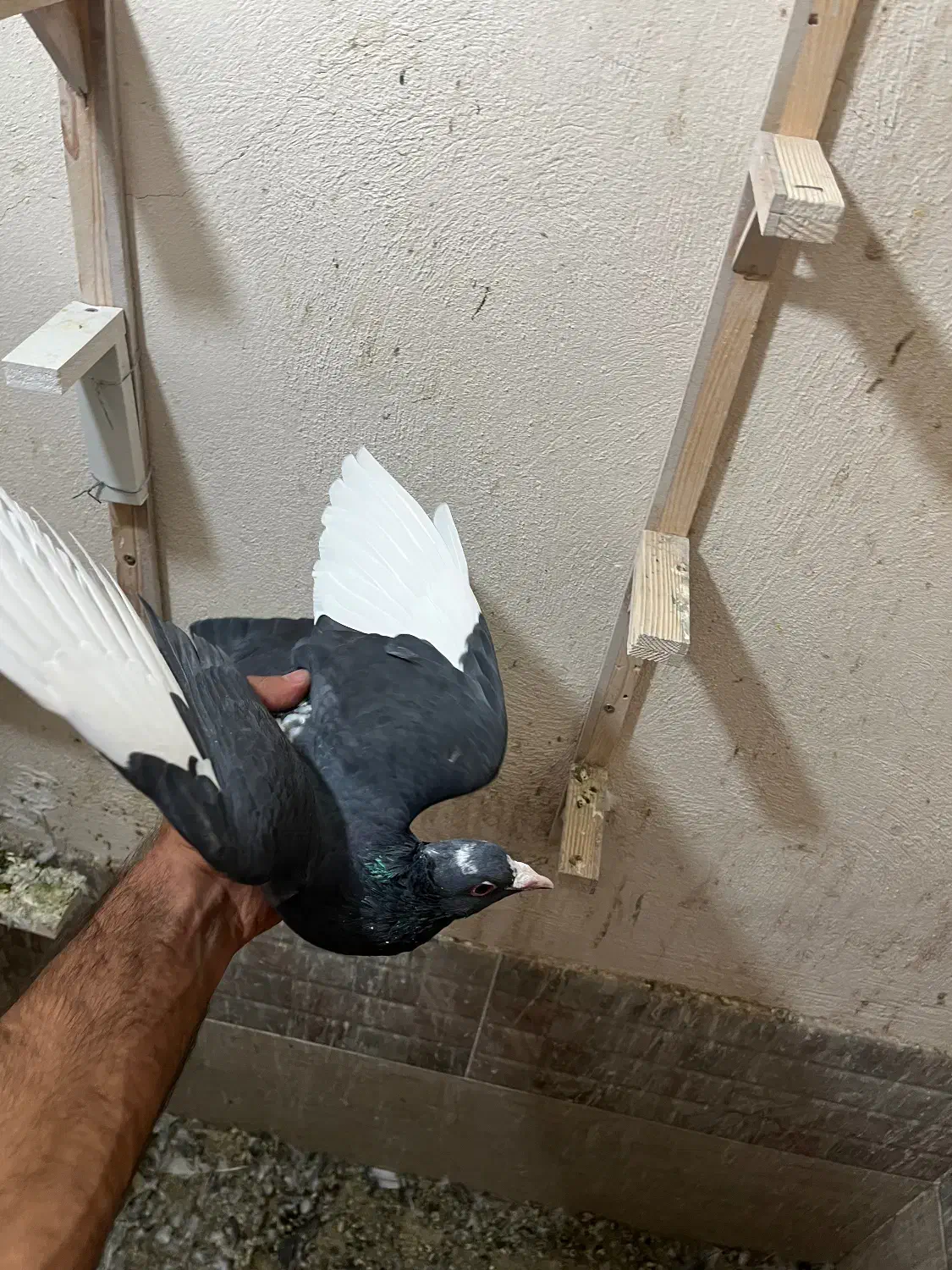 نر پلنگ کلاهی|پرنده|کرمان, |دیوار