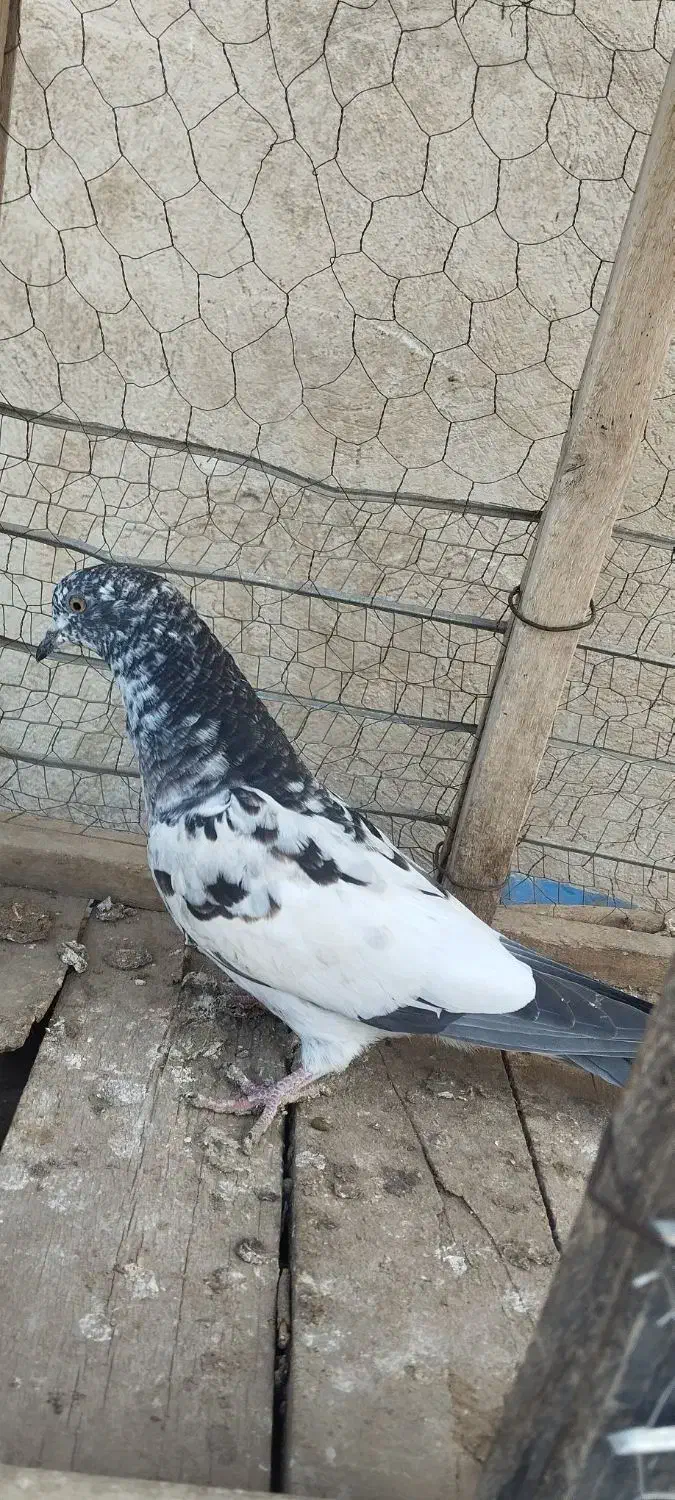 کبوتر پرشی|پرنده|بیستون, |دیوار