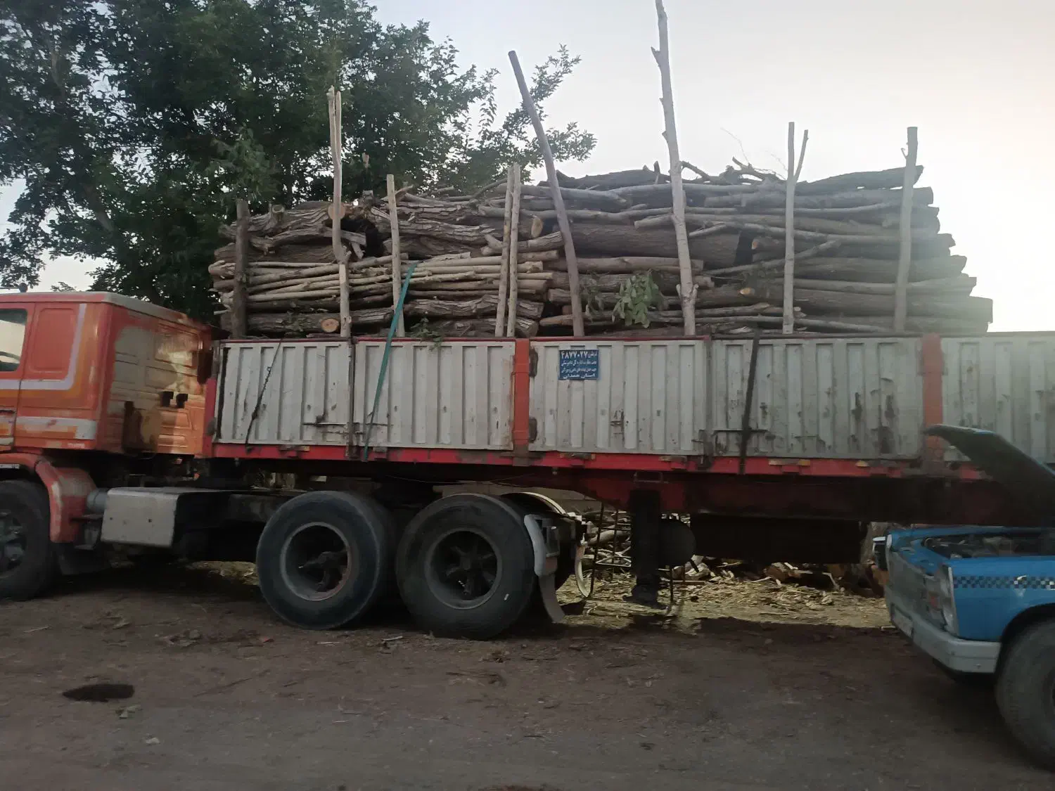 خرید انواع چوب|خدمات باغبانی و درختکاری|کنگاور, |دیوار