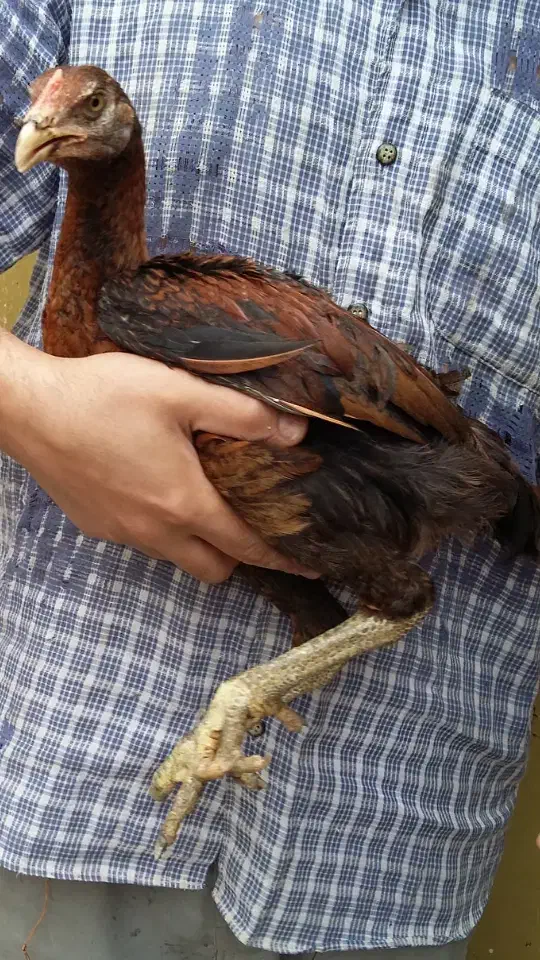 جوجه خروس لاری اصیل ( عکسها قدیمی هستن )|حیوانات مزرعه|ساری, |دیوار