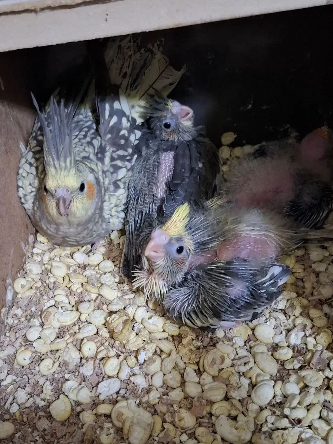 یک جفت عروس هلندی مولد جوان باسه تا جوجه|پرنده|کاشمر, |دیوار