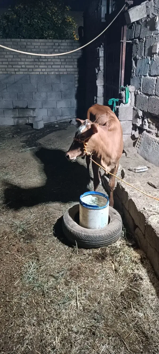 گوساله|حیوانات مزرعه|شوشتر, |دیوار