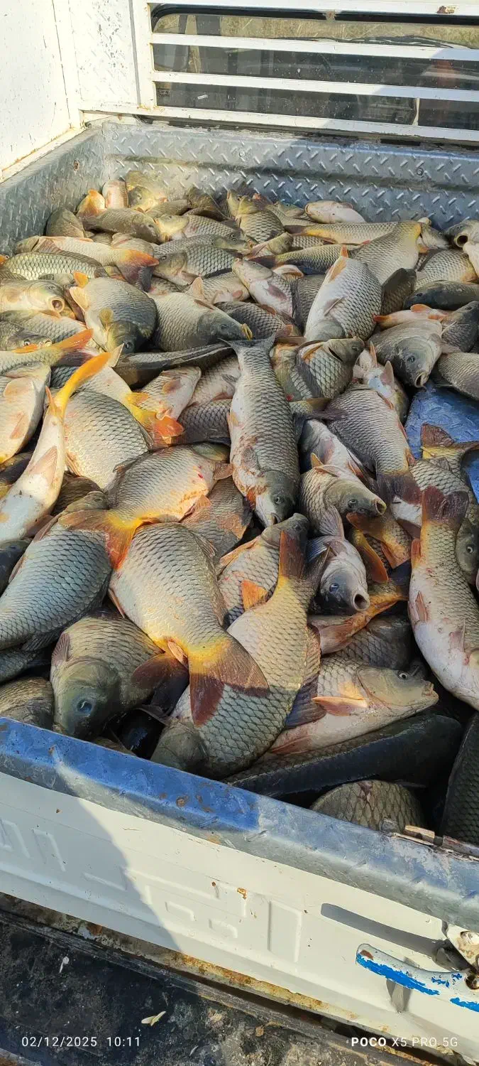 پرورش ماهی قصرشیرین|فروش دفتر صنعتی، کشاورزی، تجاری|قصرشیرین, |دیوار