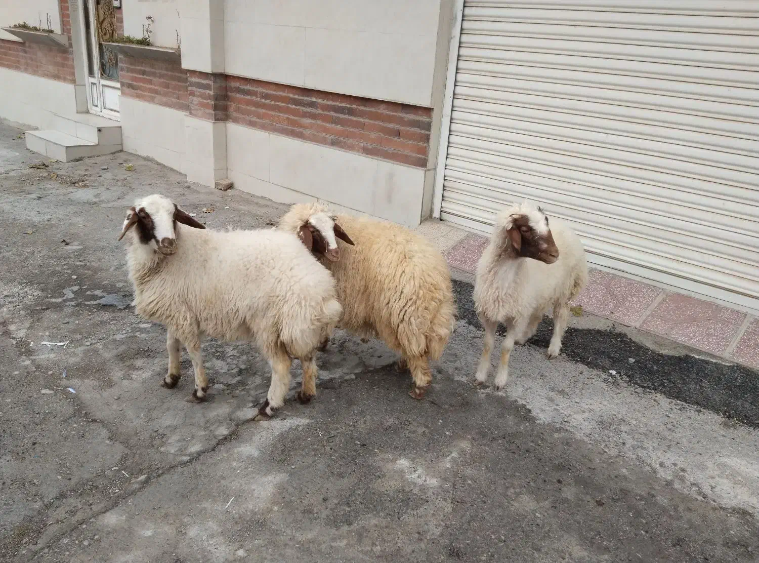 فروش بره چاق|حیوانات مزرعه|سیوان, |دیوار