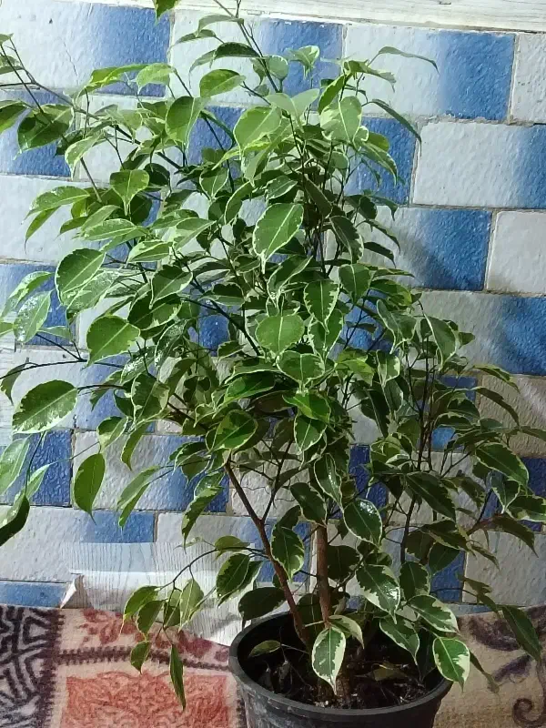 بنجامین|گل و گیاه طبیعی|نیشابور, فردوسی جنوبی|دیوار