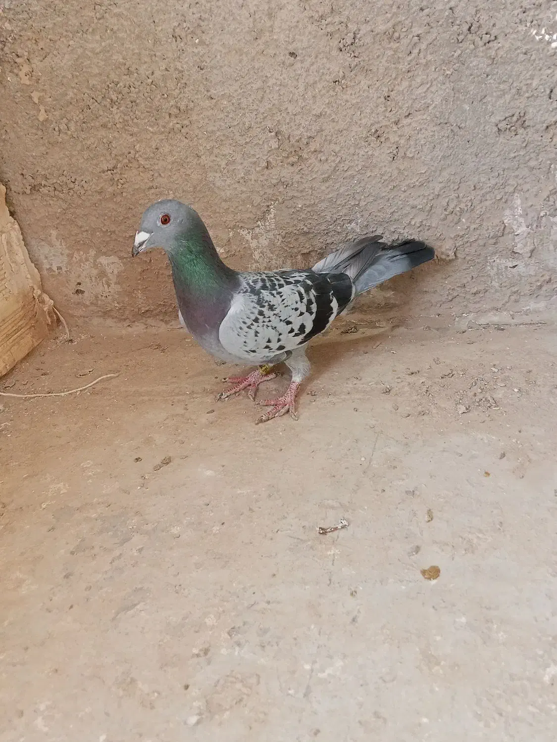 پلاکی|پرنده|کبودرآهنگ, |دیوار