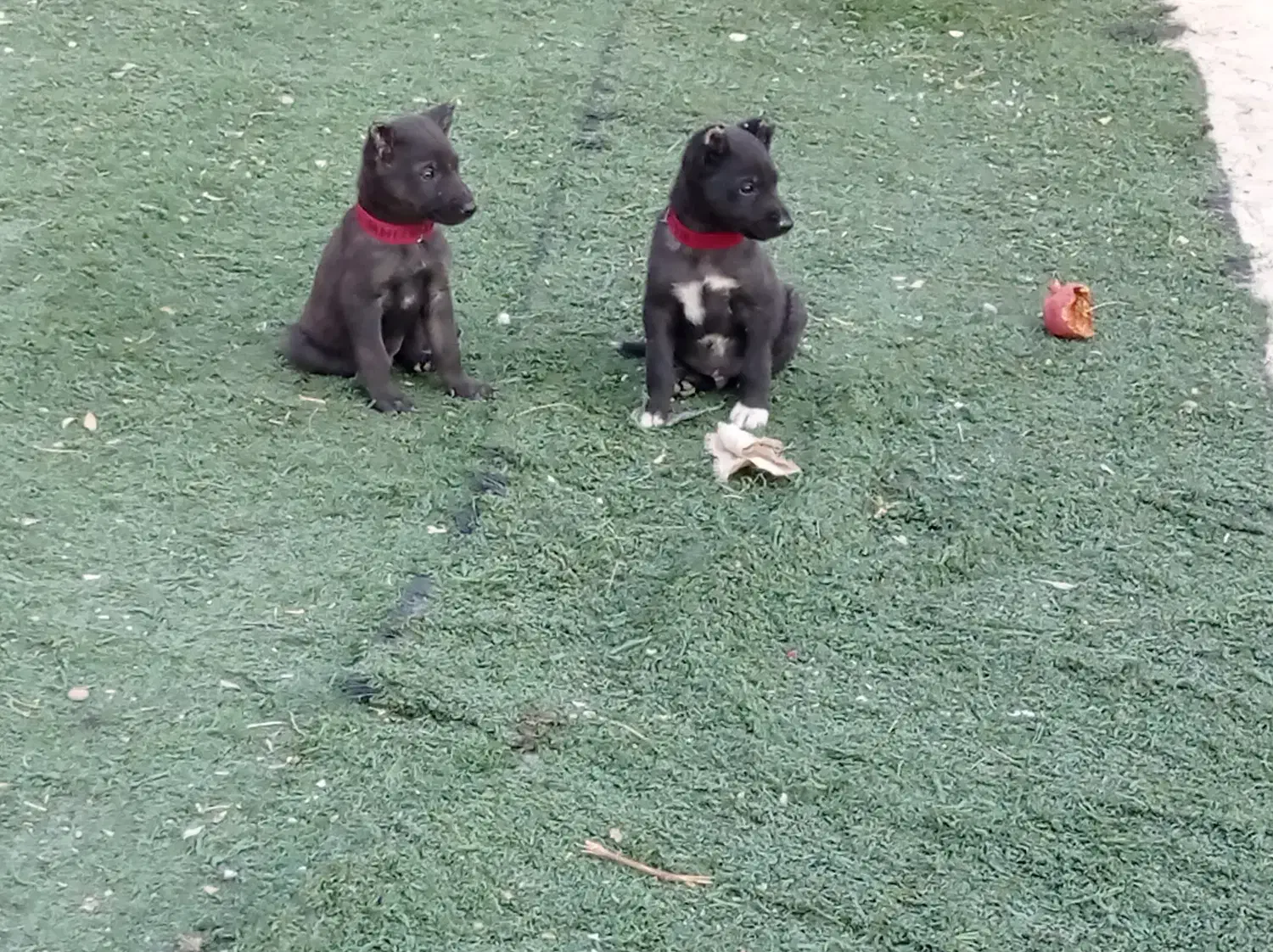 سگ نگهبان|سگ|اسلام‌شهر, ایرین|دیوار