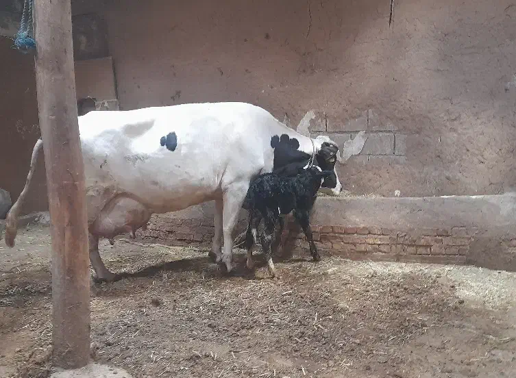 گاو شیری|حیوانات مزرعه|هریس, |دیوار