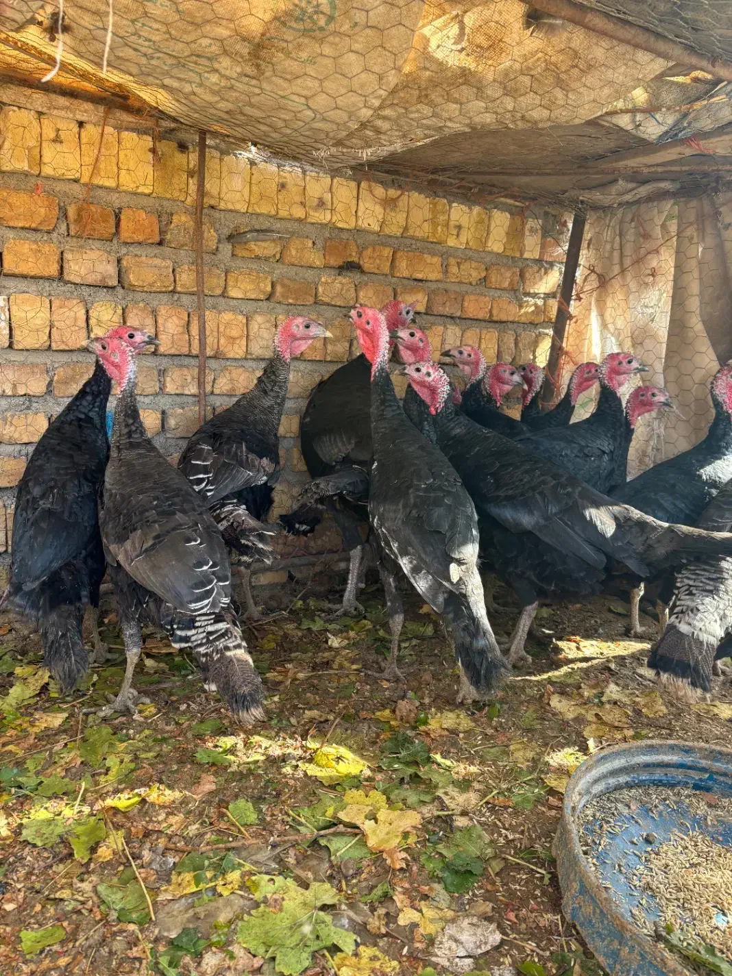 بوقلمون وخروس ومرغ|حیوانات مزرعه|بشاریات, |دیوار