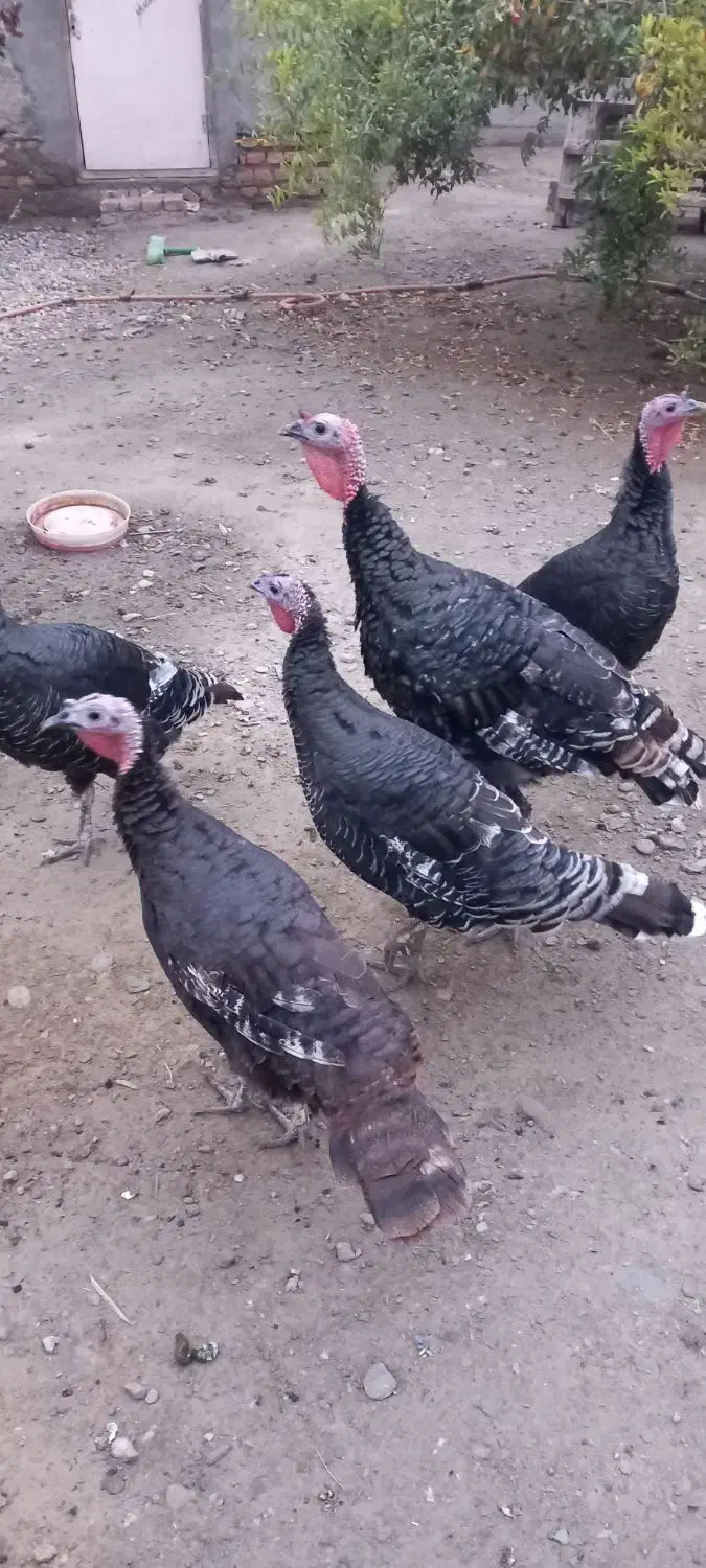 بوقلمون|حیوانات مزرعه|گمیشان, |دیوار