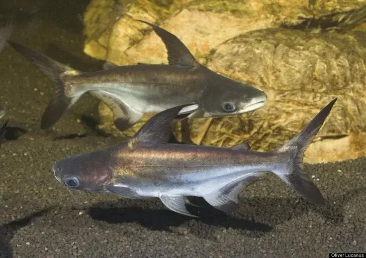 پنکوس شکاری|ماهی|مهاباد (آذربایجان غربی), |دیوار