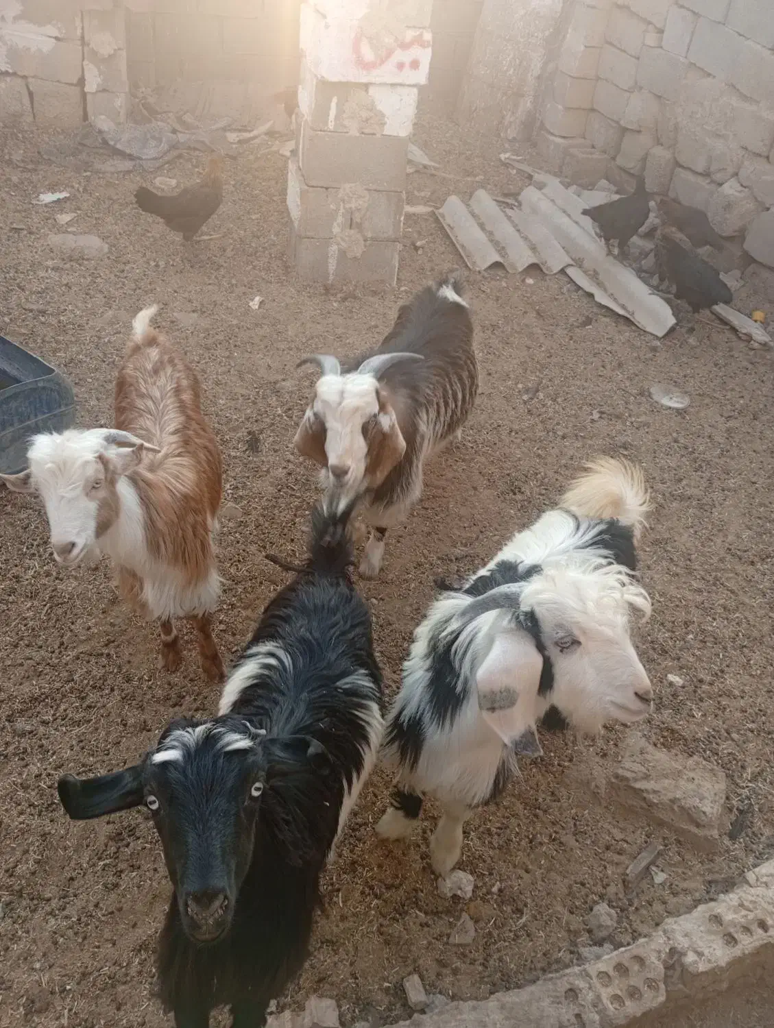 بزز..|حیوانات مزرعه|هندیجان, |دیوار