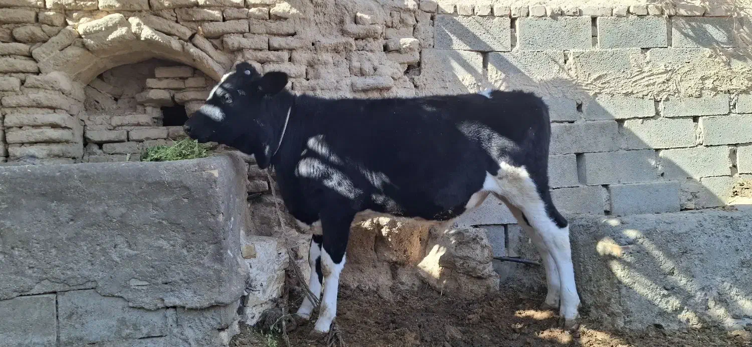 گوساله نر درجه یک|حیوانات مزرعه|جرقویه, |دیوار