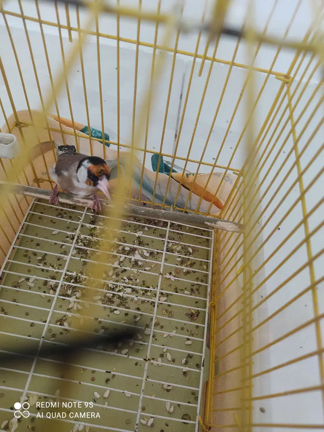 سهره نر|پرنده|همدان, |دیوار