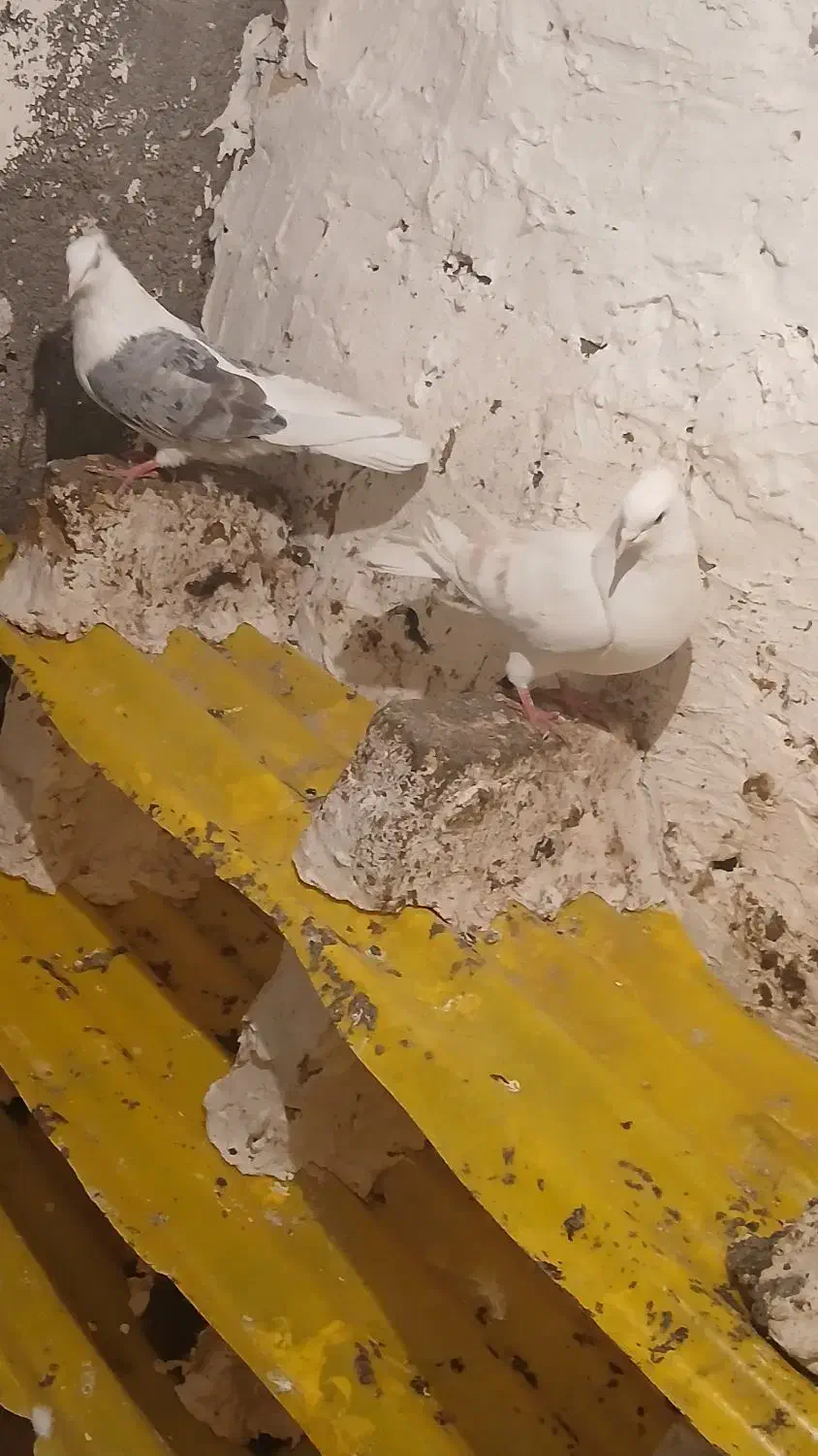 یه جفت گرده ای|پرنده|زاغه, |دیوار