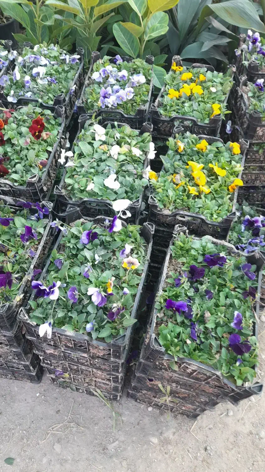 گل وگیاه اپارتمانی وباغچه ای|گل و گیاه طبیعی|اهواز, کوی ملی راه|دیوار