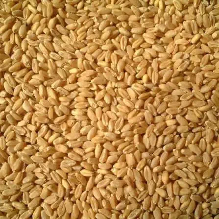 بذر گندم|خدمات باغبانی و درختکاری|کردکوی, |دیوار