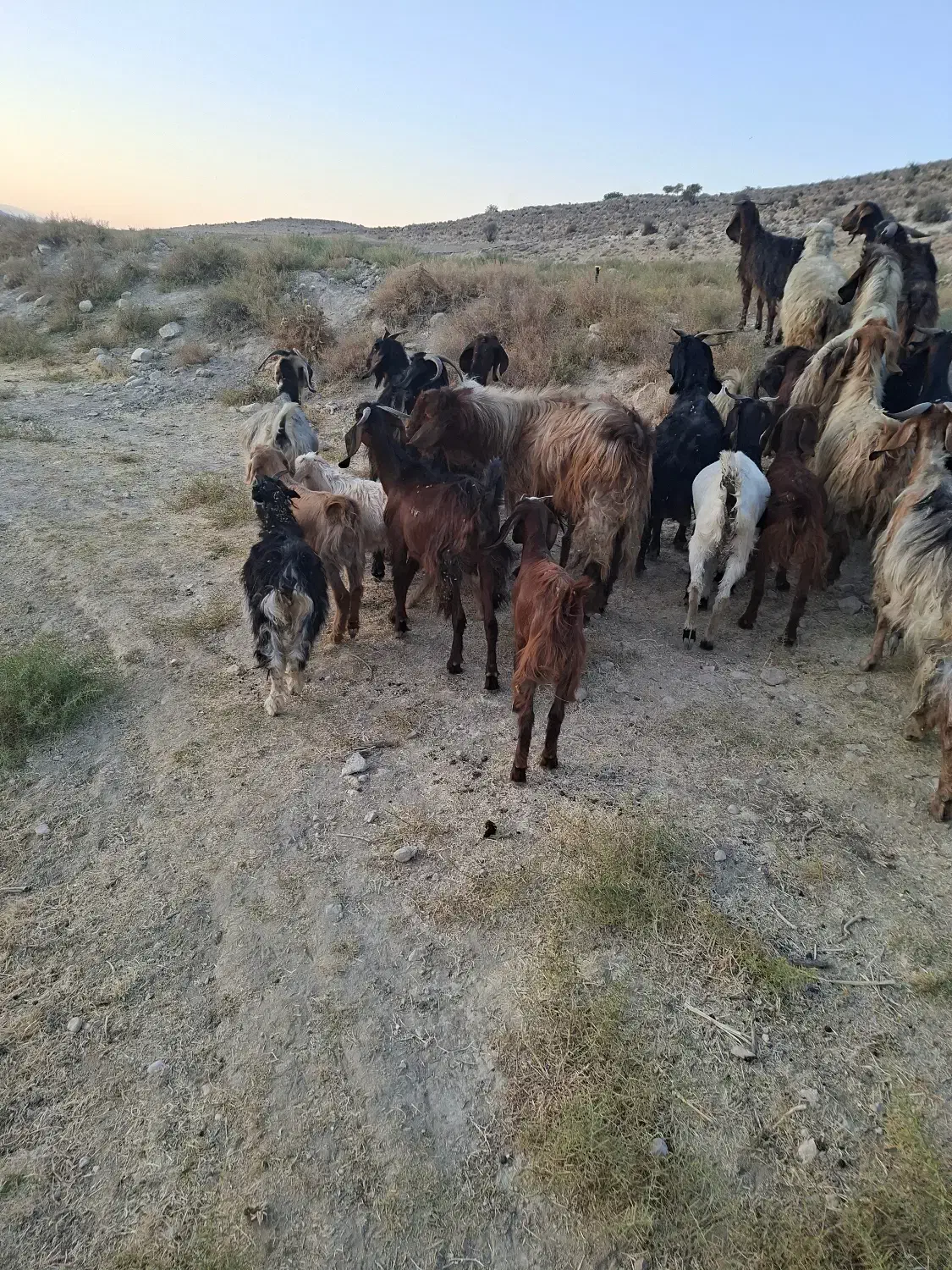 فروش ۳۰ عدد بز جوان با کهره|حیوانات مزرعه|کوار, |دیوار