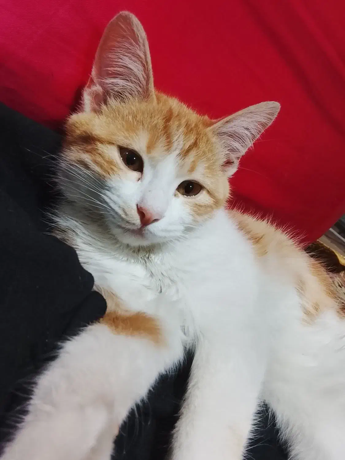 پیشدان|گربه|خوی, |دیوار