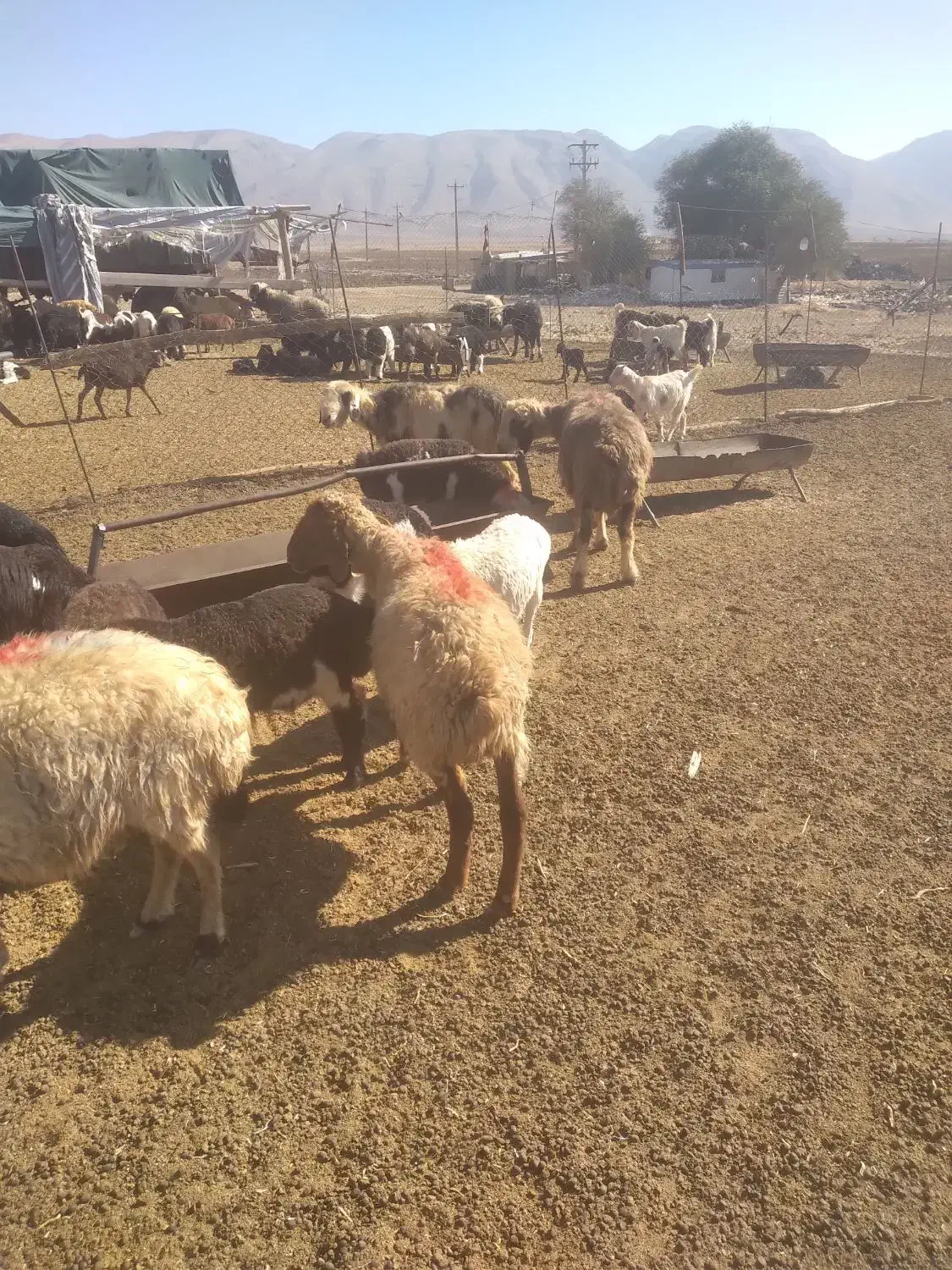 ۱۰ راس میش بره دار شیشک|حیوانات مزرعه|شیراز, عادل آباد|دیوار