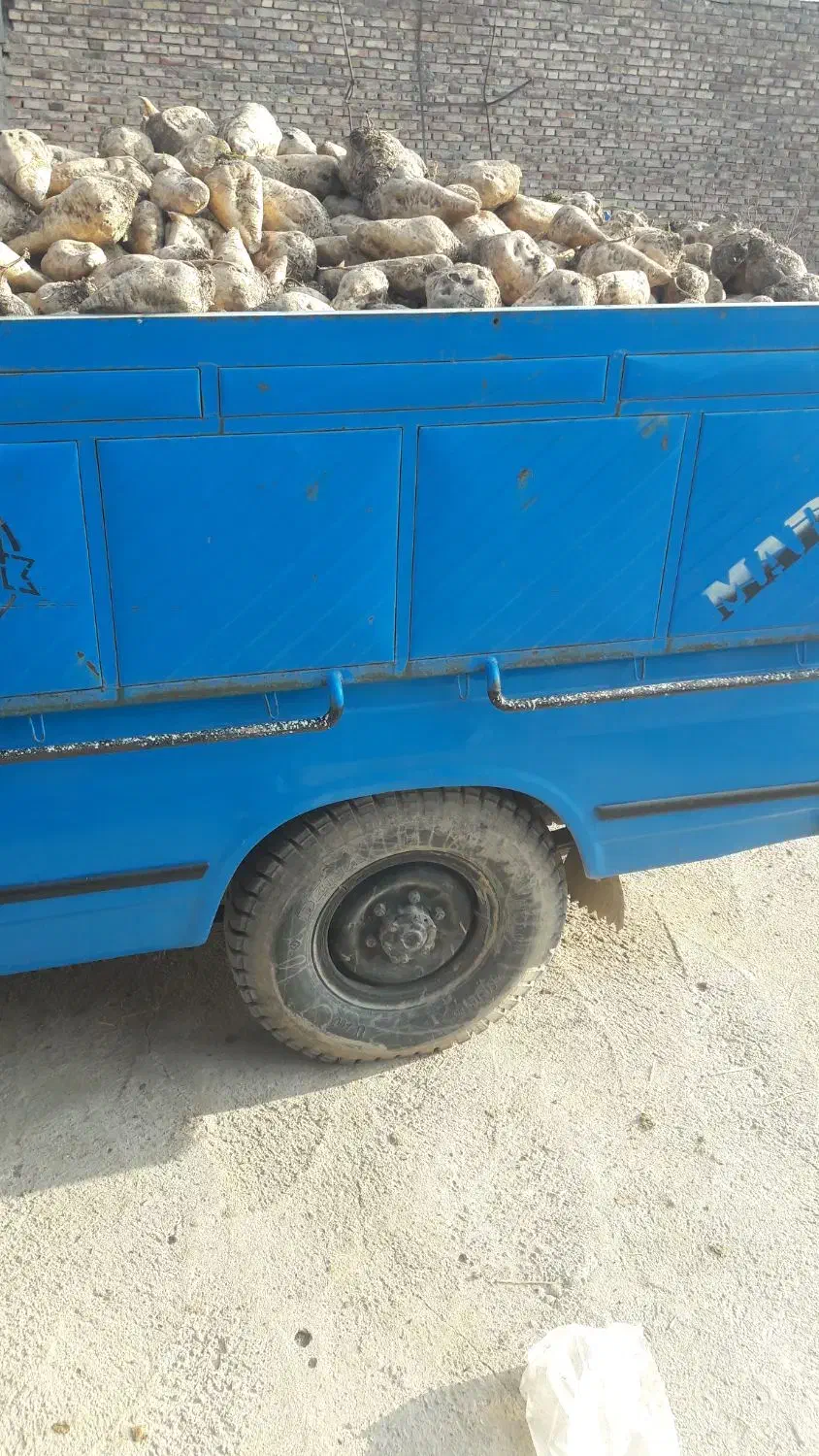 چغندر حیوانی|لوازم جانبی حیوانات|بناب, |دیوار