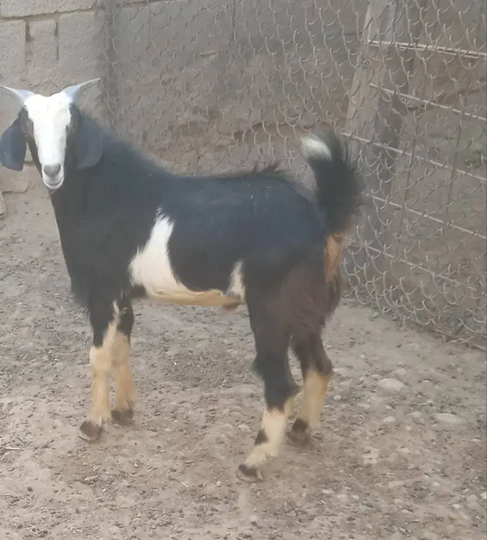 کهره نر هم برای گوشتی و هم برای داشت|حیوانات مزرعه|بندر گناوه, |دیوار