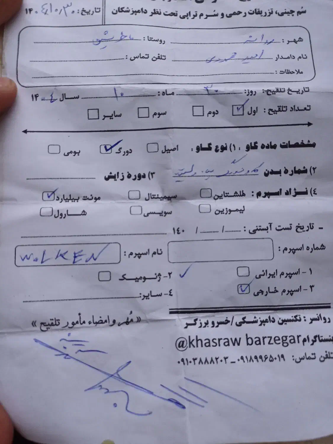 گاو و گوساله دورگ|حیوانات مزرعه|مریوان, |دیوار