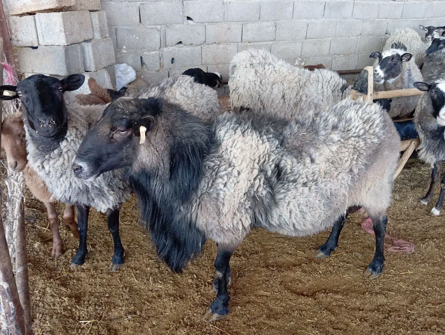 قوچ رومانف|حیوانات مزرعه|رادکان, |دیوار