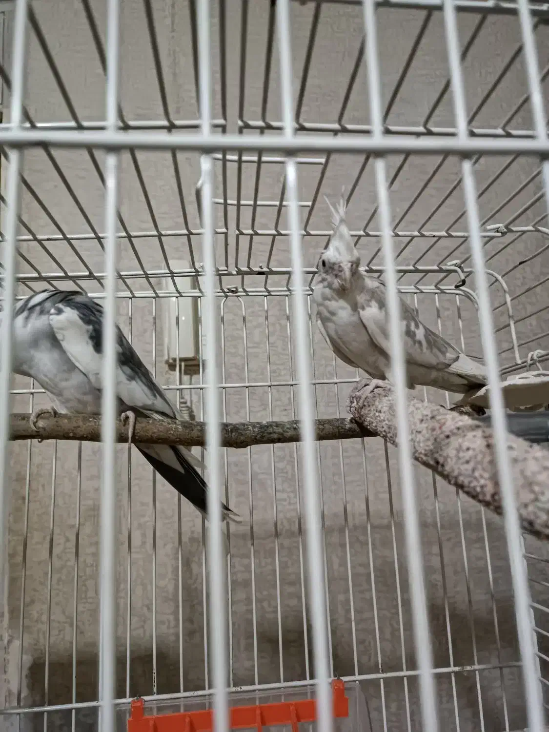 جفت عروس هلندی|پرنده|تهران, نازی‌آباد|دیوار