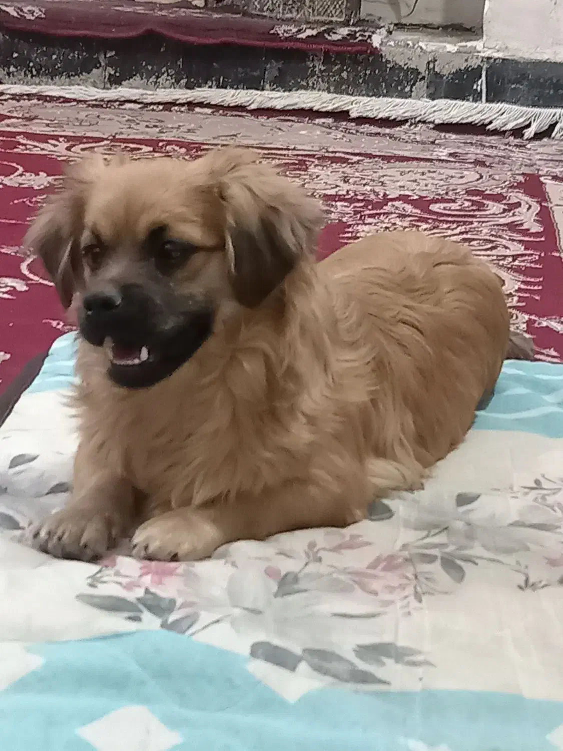 حیوانات|سگ|زرند, |دیوار