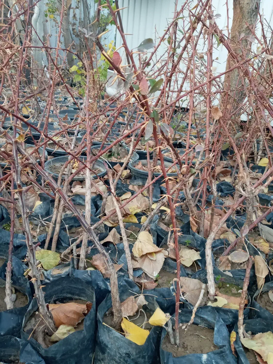 فروش نهال زینتی زرشک گل و..|خدمات باغبانی و درختکاری|محمدشهر, محمدشهر|دیوار