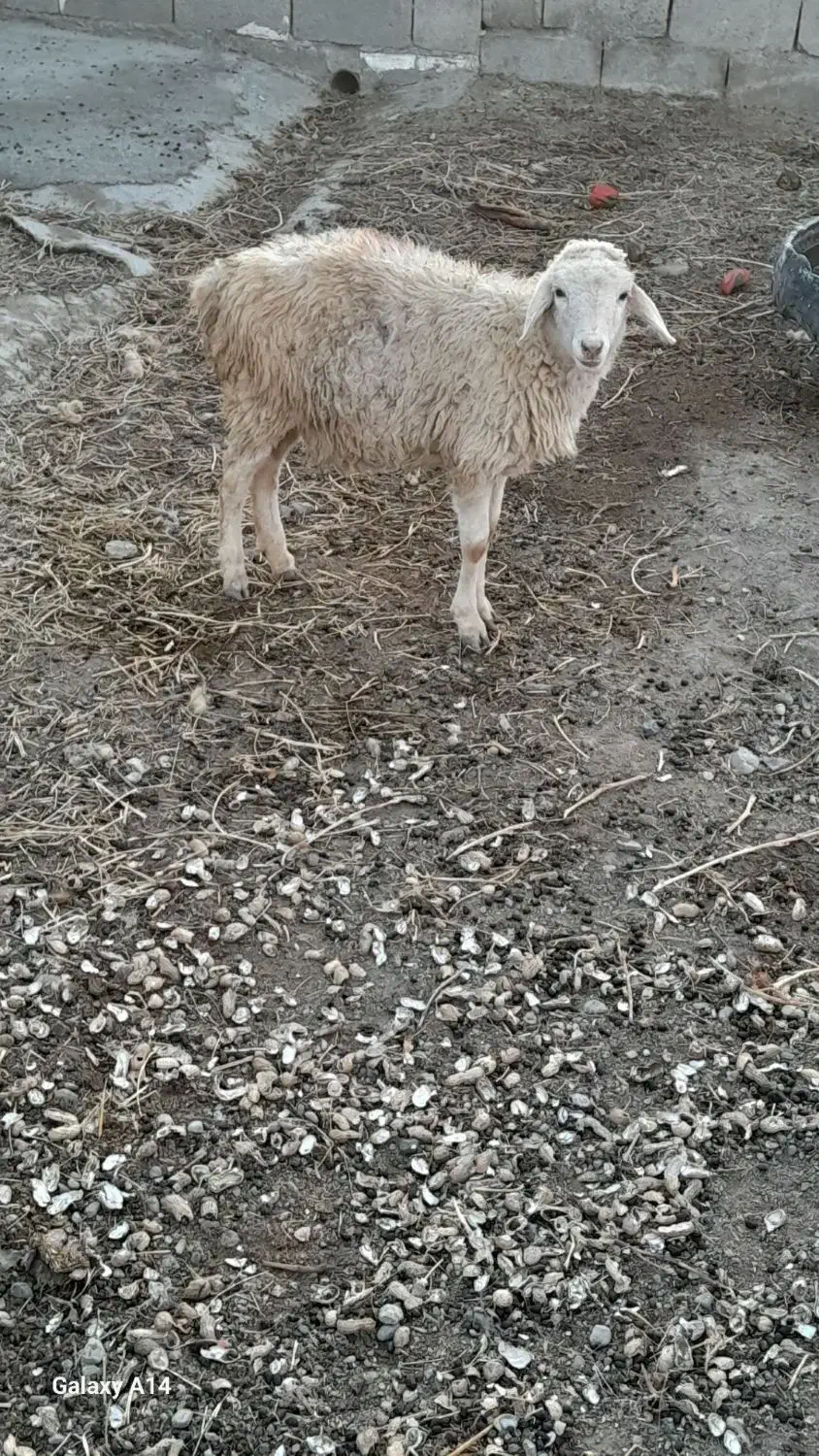 یک عدد بره ماده ساری قولاغ|حیوانات مزرعه|مشگین شهر, |دیوار