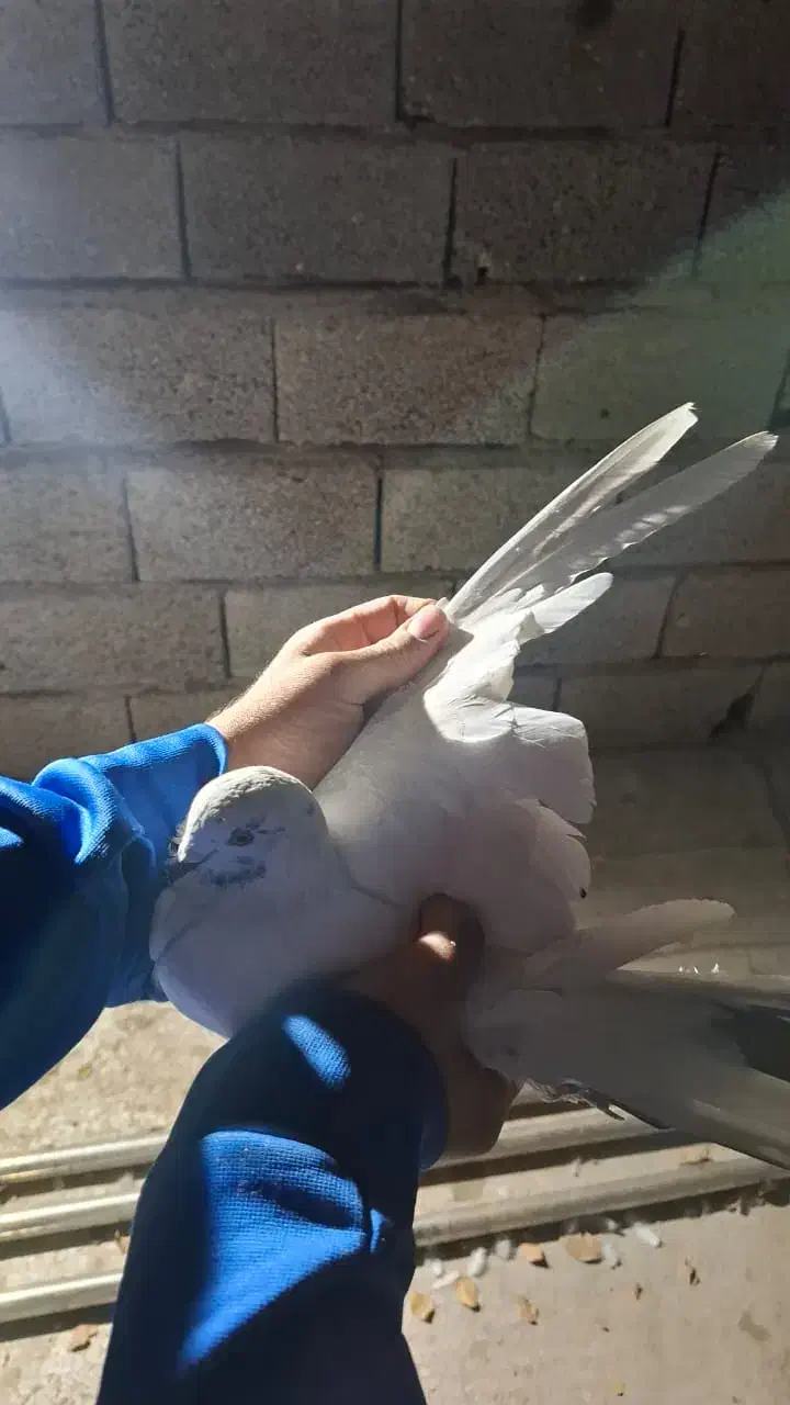 کفتر|پرنده|شهریار, شهریار|دیوار