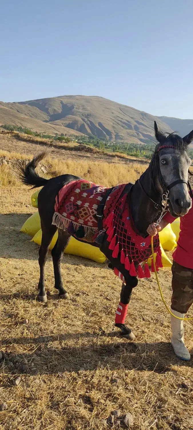 اسب مادیون|اسب و تجهیزات اسب‌سواری|اردبیل, |دیوار