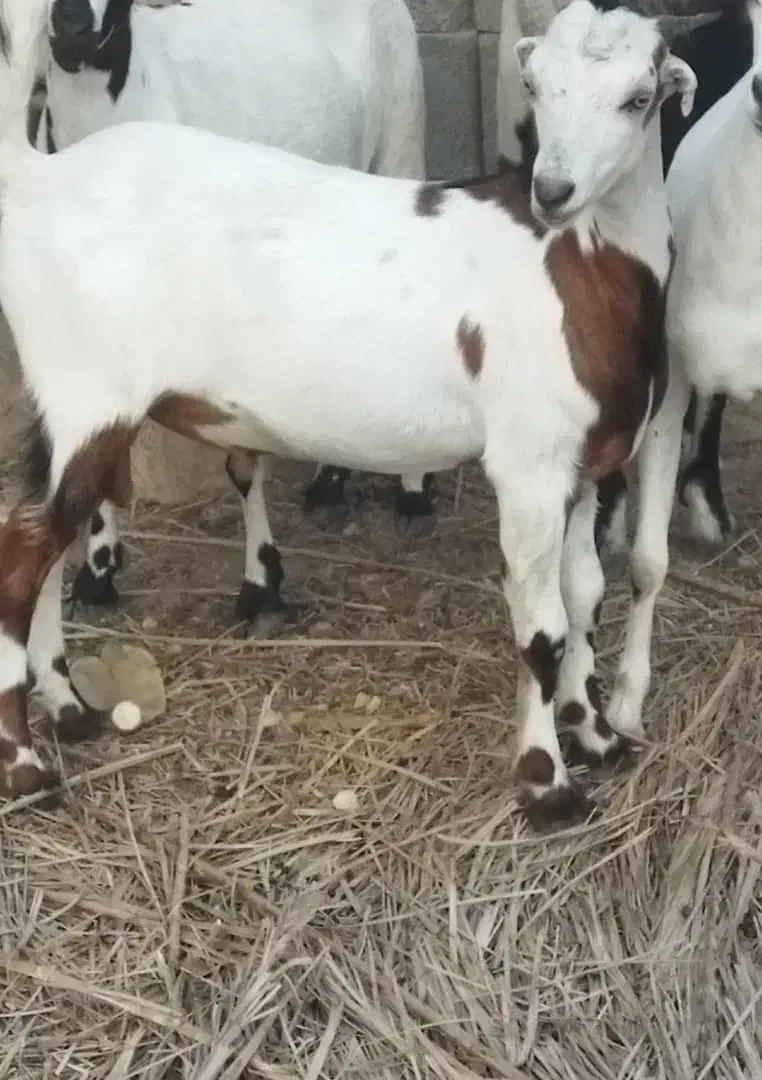 فروش کهره نر  سرحال|حیوانات مزرعه|بستک, |دیوار