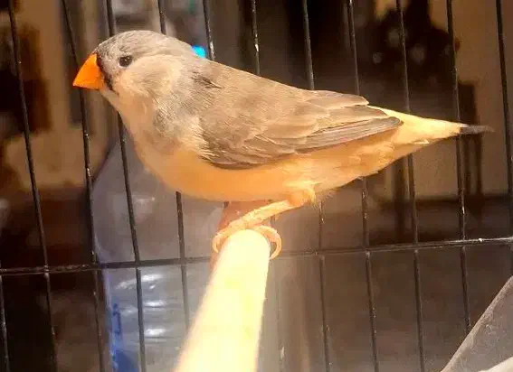 فنچ ماده فول اورنج گرید A+ مولد|پرنده|تهران, دبستان|دیوار