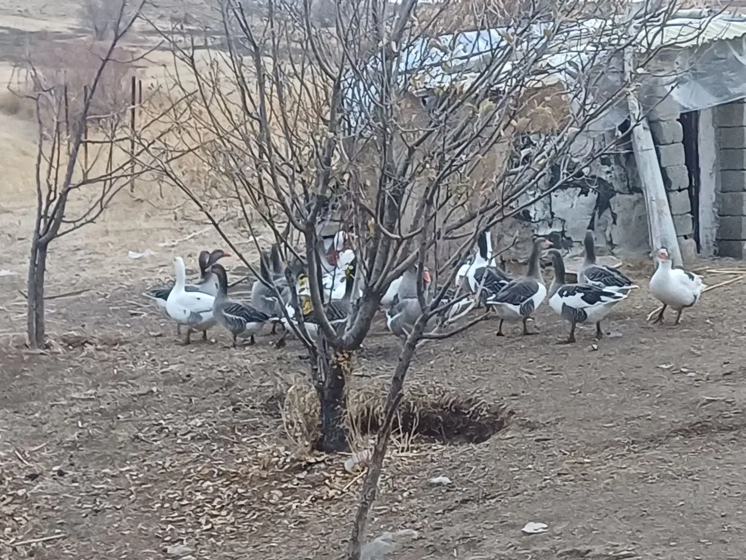 فروش قاز|حیوانات مزرعه|سنندج, |دیوار