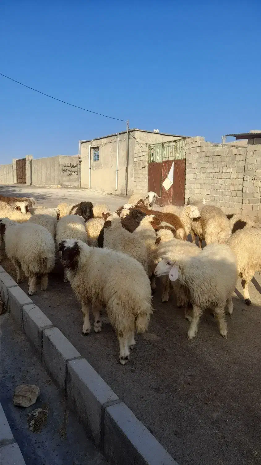 بره درحیوانات|حیوانات مزرعه|چرداول, |دیوار