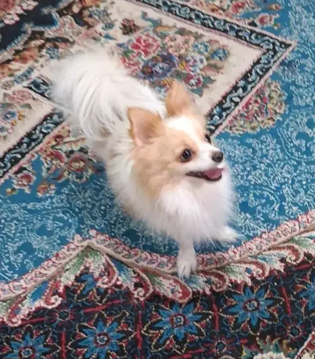 سگ نر|سگ|بندرعباس, |دیوار