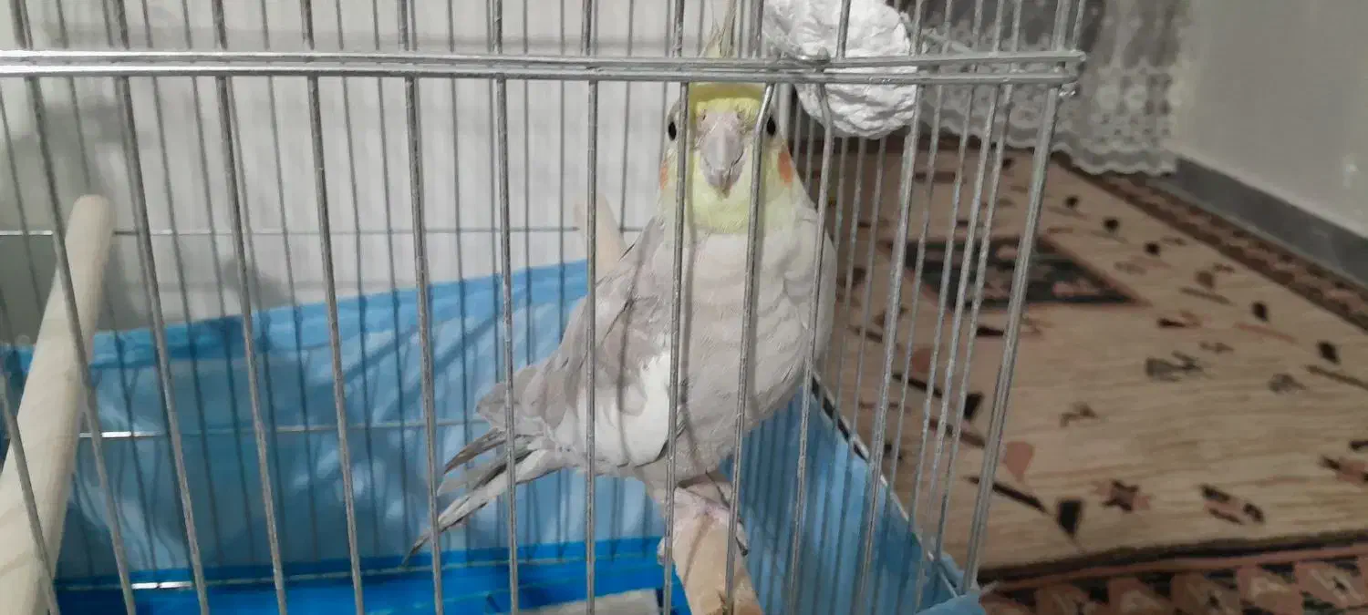 عروس هلندی نر|پرنده|ماهدشت, |دیوار