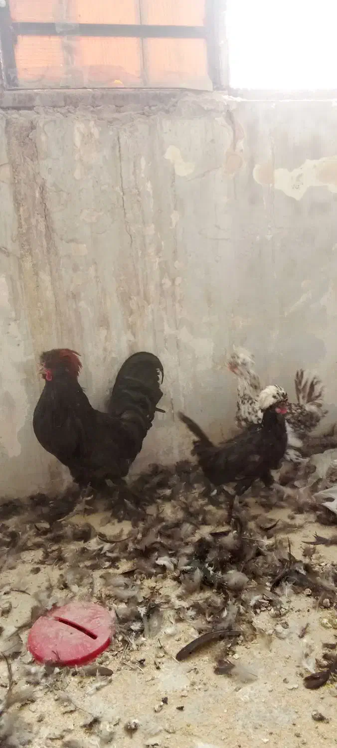 دو عددمرغ تخم کن ویک عدد خروس لهستانی|حیوانات مزرعه|قزوین, |دیوار