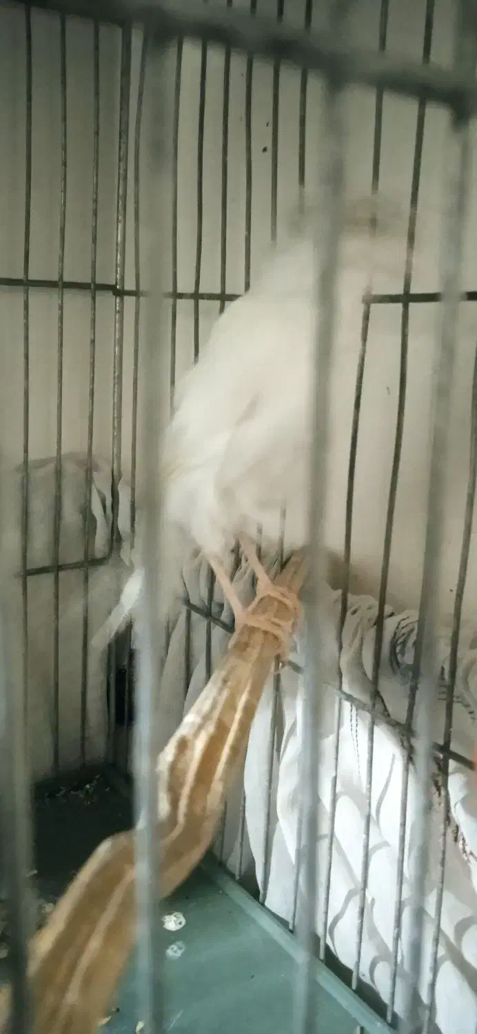 قناری ماده آماده|پرنده|تهران, راه آهن|دیوار