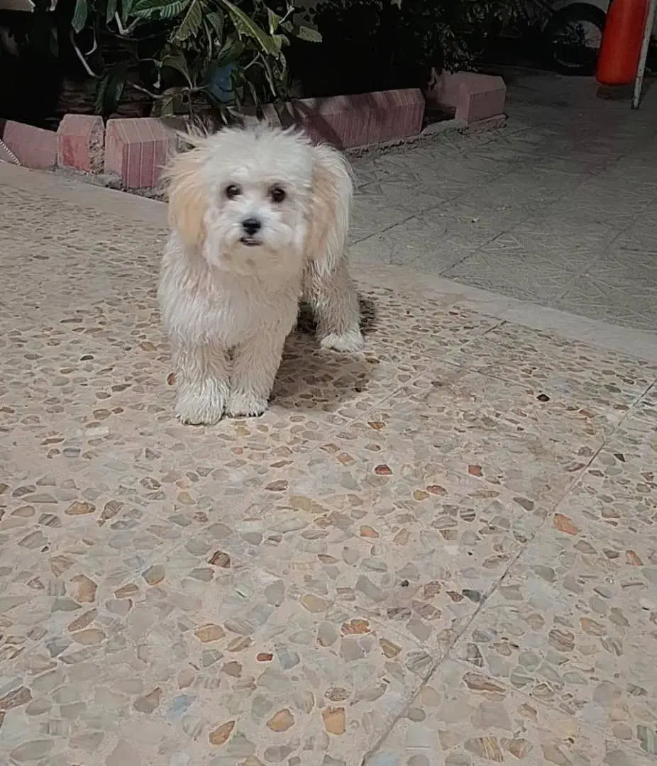 توله پامر و پودل|سگ|شیراز, اصلاحنژاد|دیوار