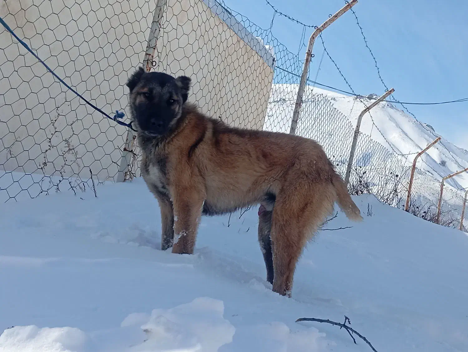 سرابی|سگ|تهران, بوستان ولایت|دیوار