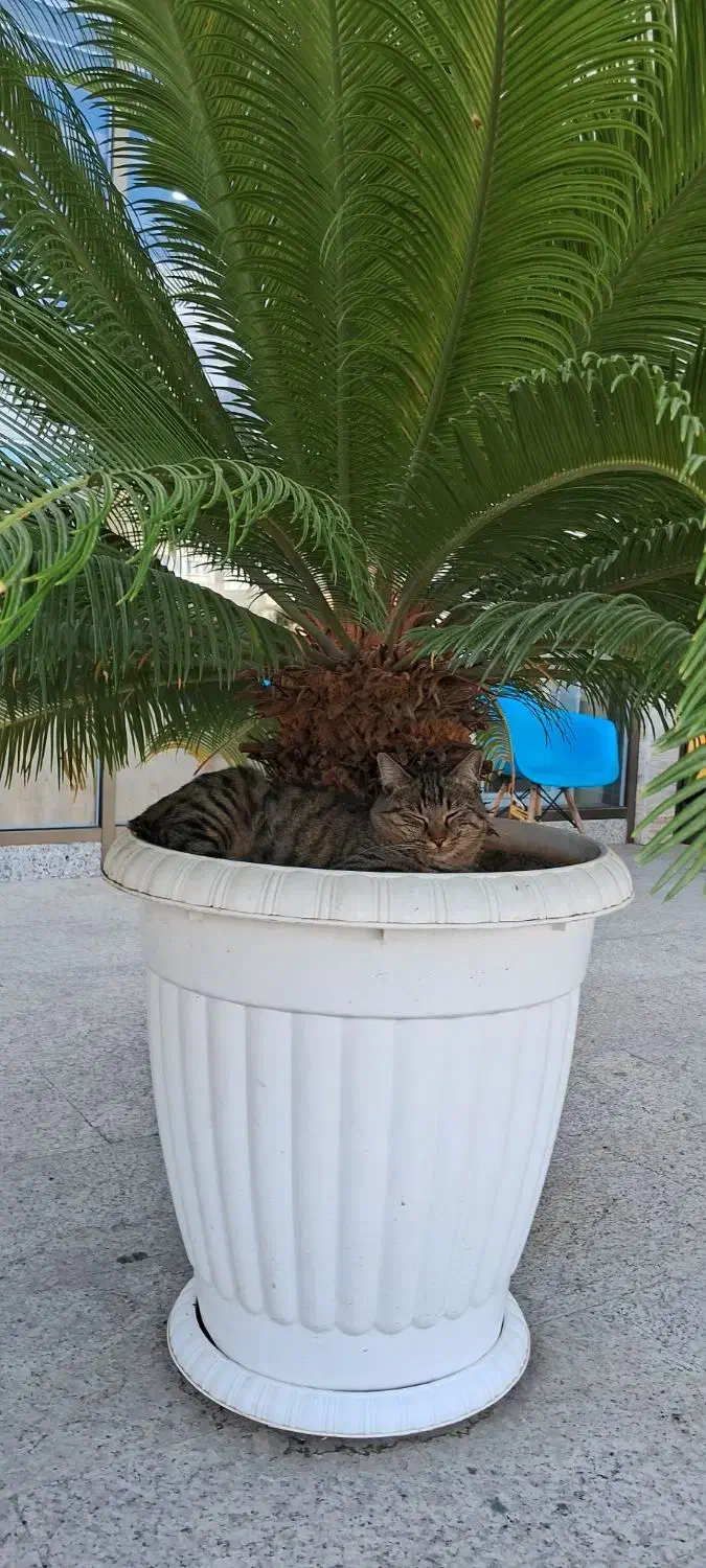 باغ در فیرورق|فروش دفتر صنعتی، کشاورزی، تجاری|فیرورق, |دیوار