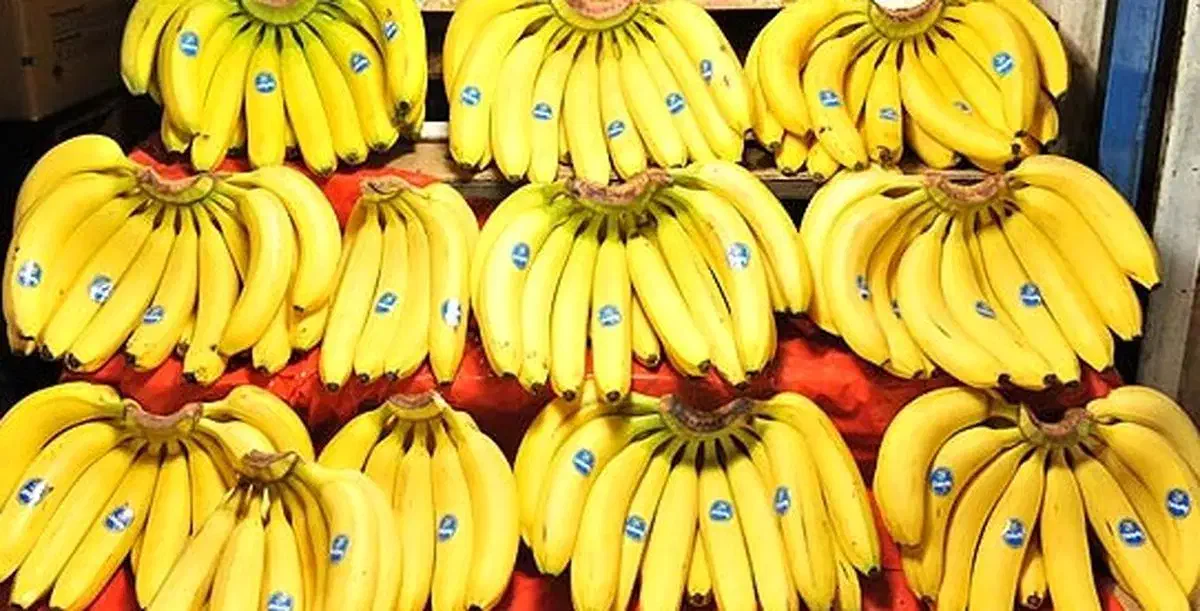 پخش میوه درجه یک مراسم تولد نامزدی عروسی ختم|خدمات پذیرایی، مراسم|فردیس, ثابتی|دیوار