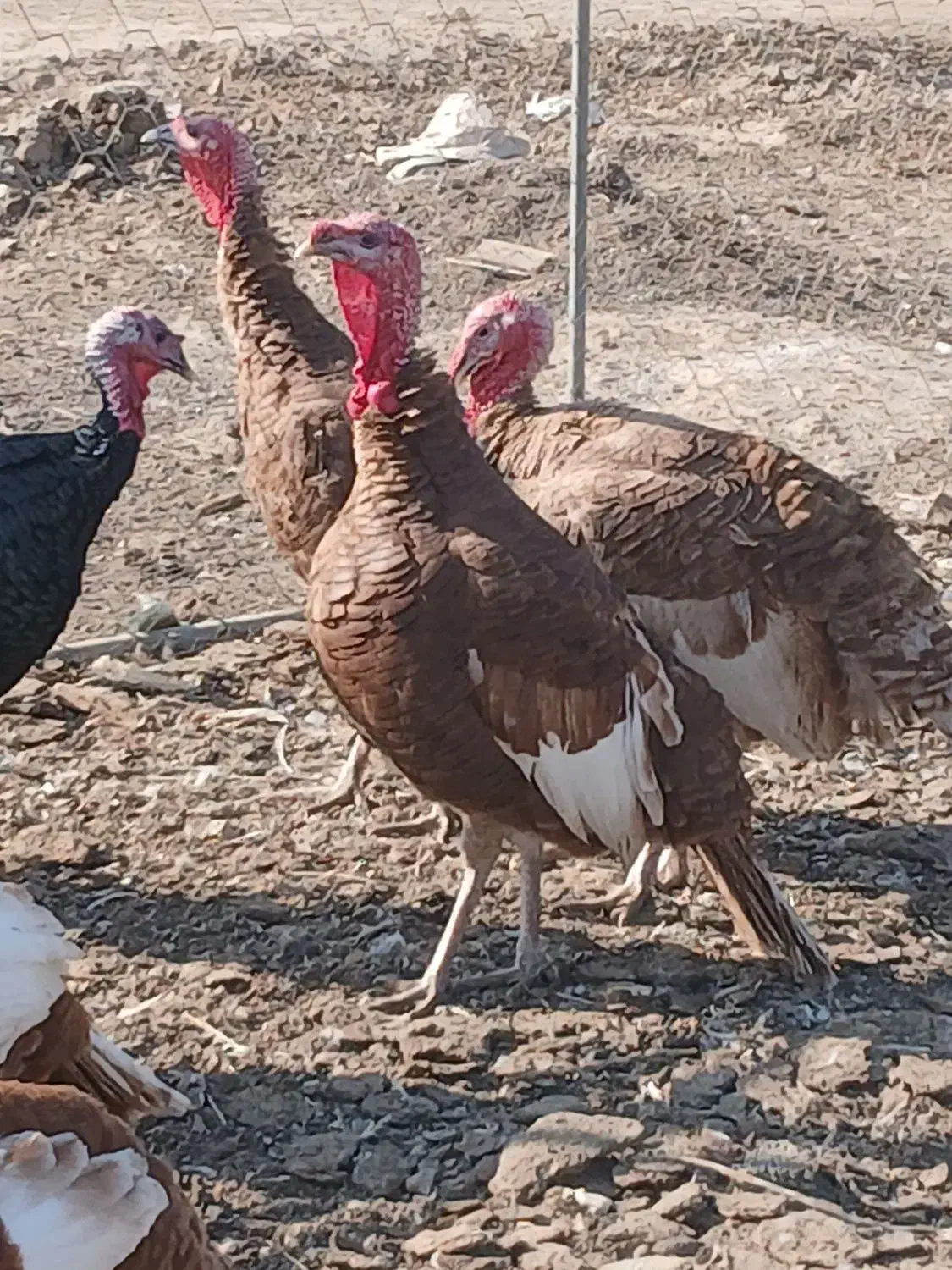 بوقلمون|حیوانات مزرعه|بشاریات, |دیوار