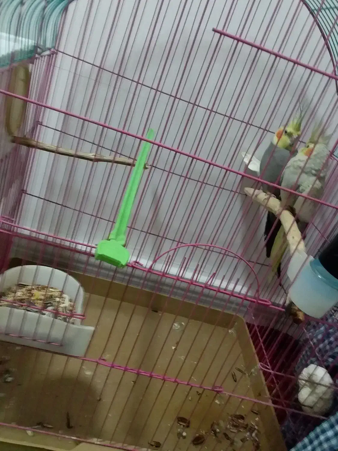 یک جفت عروس هلندی کاملا سالم و مولد|پرنده|بوکان, |دیوار