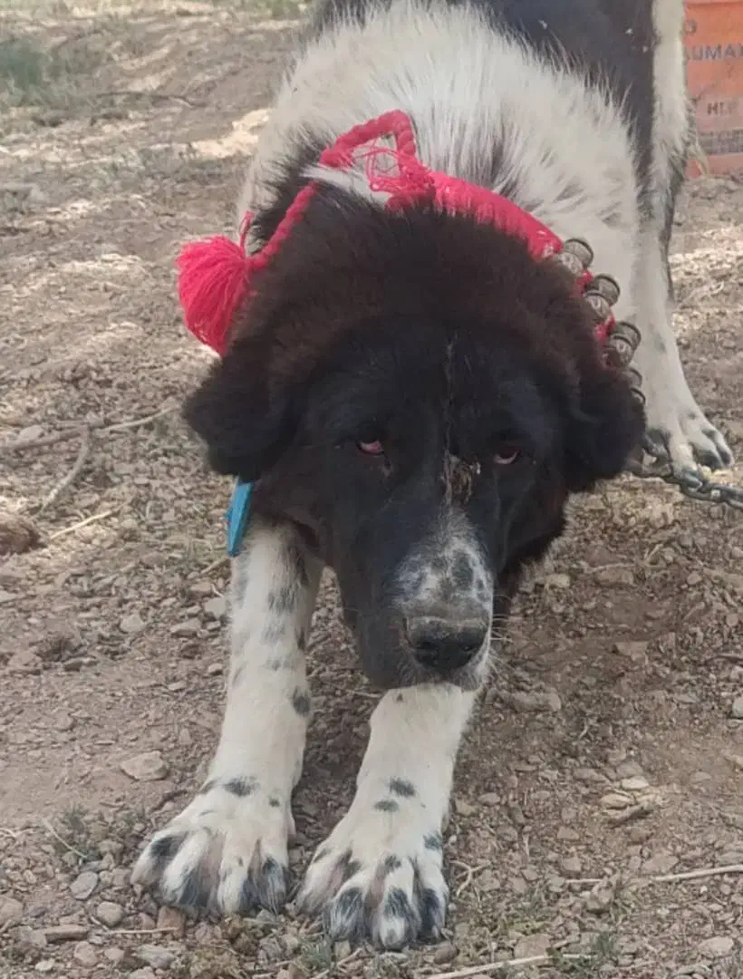 ماده قدرجونی درشت|سگ|دهق, |دیوار