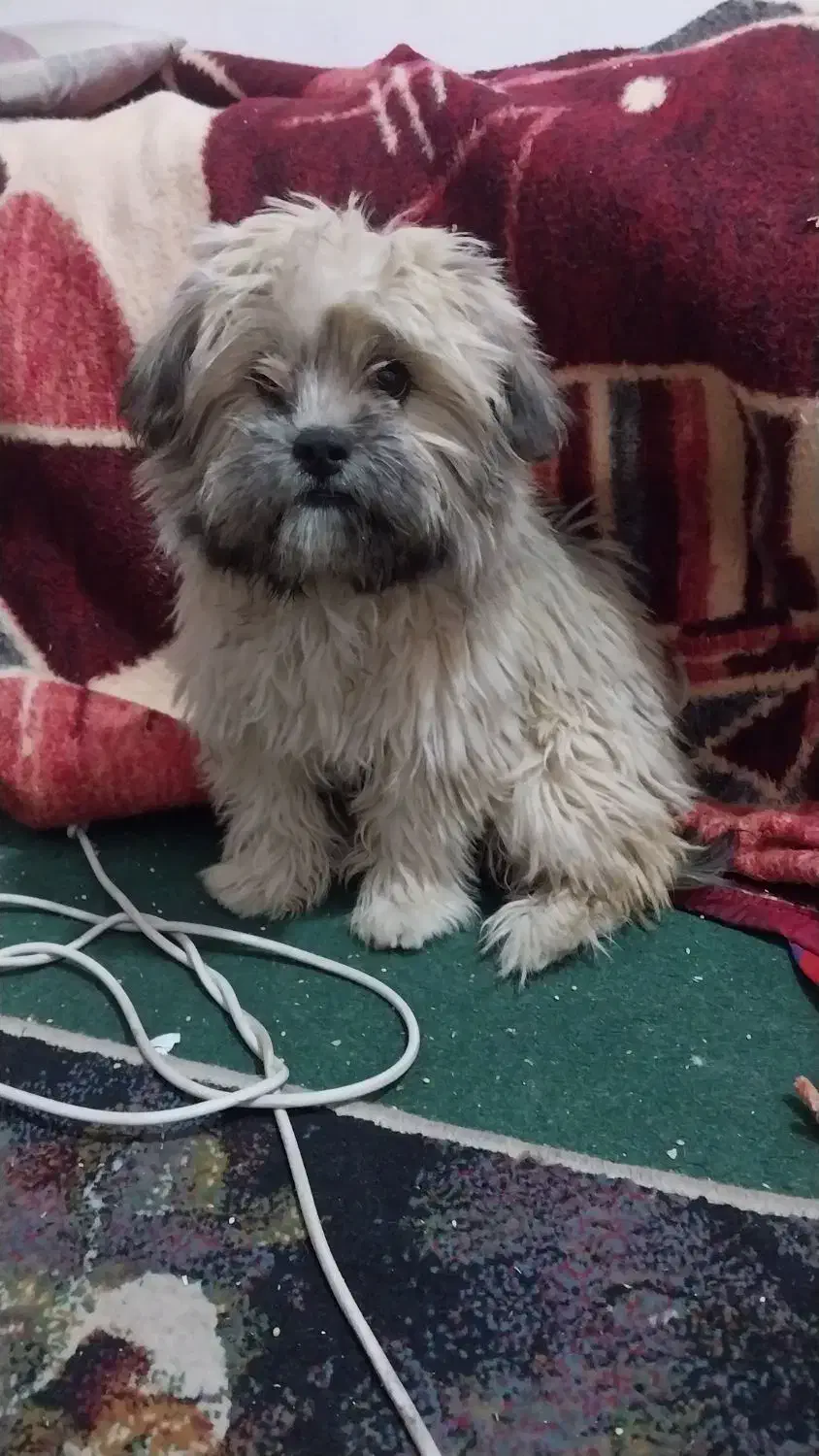 سگ شیتزو  پامرین|سگ|فسا, |دیوار